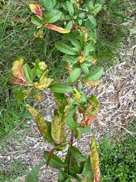 Attēlu rezultāti vaicājumam “Taphrina padi”