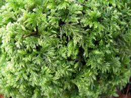 Attēlu rezultāti vaicājumam “Isothecium myosuroides”