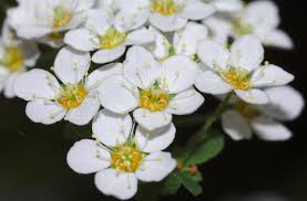Attēlu rezultāti vaicājumam “Spiraea chamaedryfolia”