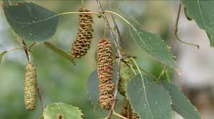 Attēlu rezultāti vaicājumam “Betula pendula flower”