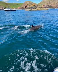 Image result for Robin Hood Dive School