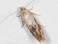 Attēlu rezultāti vaicājumam “Bucculatricidae”