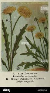 Attēlu rezultāti vaicājumam “Leontodon autumnalis  flower”