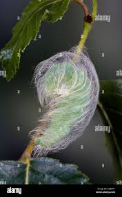 Attēlu rezultāti vaicājumam “Acronicta leporina larva”