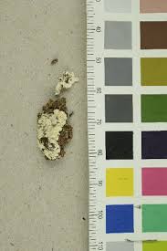 Attēlu rezultāti vaicājumam “Antrodia pulvinascens”