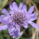 Image result for Scabiosa canescens