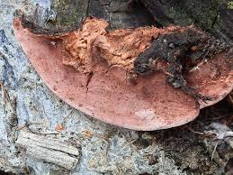 Attēlu rezultāti vaicājumam “Fomitopsis rosea”