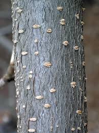 Attēlu rezultāti vaicājumam “Sorbaria sorbifolia bud”