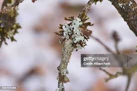 Attēlu rezultāti vaicājumam “Hyphodontia barba-jovis”