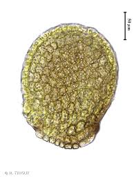 Attēlu rezultāti vaicājumam “Frullania fragilifolia macro”