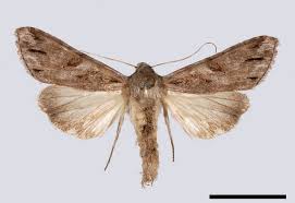 Attēlu rezultāti vaicājumam “Cucullia fraudatrix”