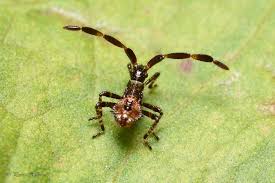 Attēlu rezultāti vaicājumam “Coreus marginatus nymph”