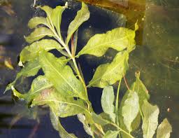 Attēlu rezultāti vaicājumam “Potamogeton lucens”