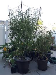 Afbeeldingsresultaat voor black cherry tomato