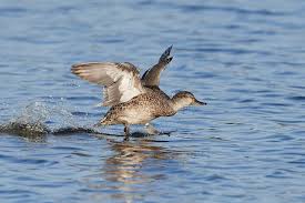 Attēlu rezultāti vaicājumam “Anas crecca”