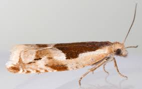 Attēlu rezultāti vaicājumam “Ancylis myrtillana”