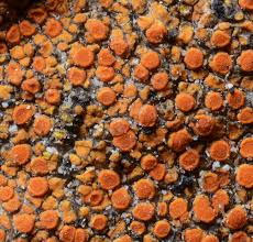 Attēlu rezultāti vaicājumam “Caloplaca scopularis”