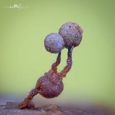 Attēlu rezultāti vaicājumam “Cribraria argillacea young”