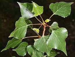 Attēlu rezultāti vaicājumam “Populus nigra Italica”