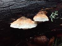 Attēlu rezultāti vaicājumam “Antrodia malicola”