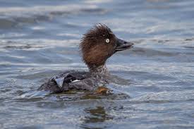 Attēlu rezultāti vaicājumam “Bucephala clangula juvenile”