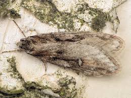 Attēlu rezultāti vaicājumam “Semioscopis oculella”