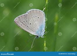 Attēlu rezultāti vaicājumam “Cyaniris semiargus underside”