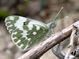 Attēlu rezultāti vaicājumam “Pontia edusa”