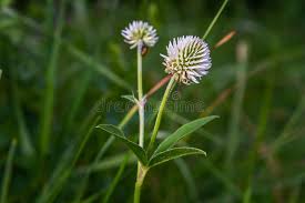 Attēlu rezultāti vaicājumam “Trifolium montanum flower”