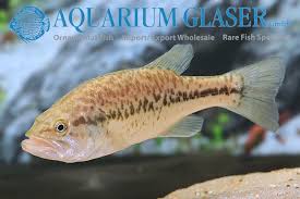 Image result for Micropterus salmoides