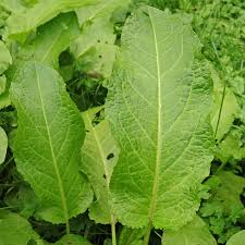 Attēlu rezultāti vaicājumam “Rumex aquaticus leaf”