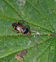 Attēlu rezultāti vaicājumam “Deraeocoris ruber”