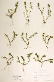 Attēlu rezultāti vaicājumam “Callitriche cophocarpa leaf”