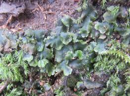 Attēlu rezultāti vaicājumam “Pellia”