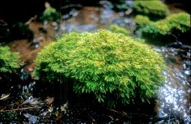 Attēlu rezultāti vaicājumam “moss”