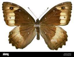 Attēlu rezultāti vaicājumam “Hipparchia alcyone underside”