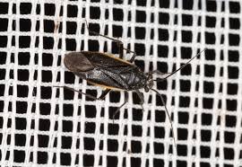 Attēlu rezultāti vaicājumam “Capsodes gothicus”