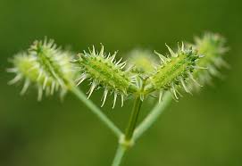 Attēlu rezultāti vaicājumam “Silene otites fruit”