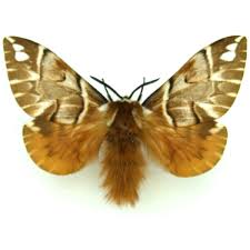 Attēlu rezultāti vaicājumam “Mamestra brassicae”