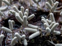 Attēlu rezultāti vaicājumam “Arcyria major macro”