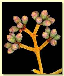 Attēlu rezultāti vaicājumam “Cribraria ferruginea”