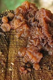 Attēlu rezultāti vaicājumam “Exidia saccharina”