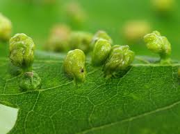 Attēlu rezultāti vaicājumam “Vasates quadripedes”