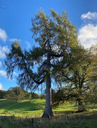 Attēlu rezultāti vaicājumam “Larix decidua”