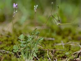 Attēlu rezultāti vaicājumam “Erodium cicutarium”