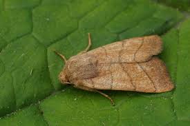 Attēlu rezultāti vaicājumam “Charanyca trigrammica”