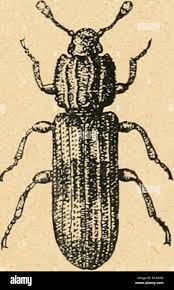 Attēlu rezultāti vaicājumam “Glischrochilus grandis”