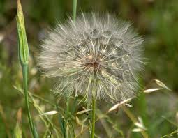 Attēlu rezultāti vaicājumam “Taraxacum officinale aggr. fruit”