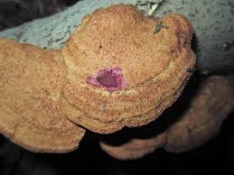 Attēlu rezultāti vaicājumam “Hapalopilus nidulans”