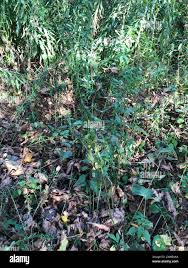 Attēlu rezultāti vaicājumam “Achillea salicifolia leaf”
